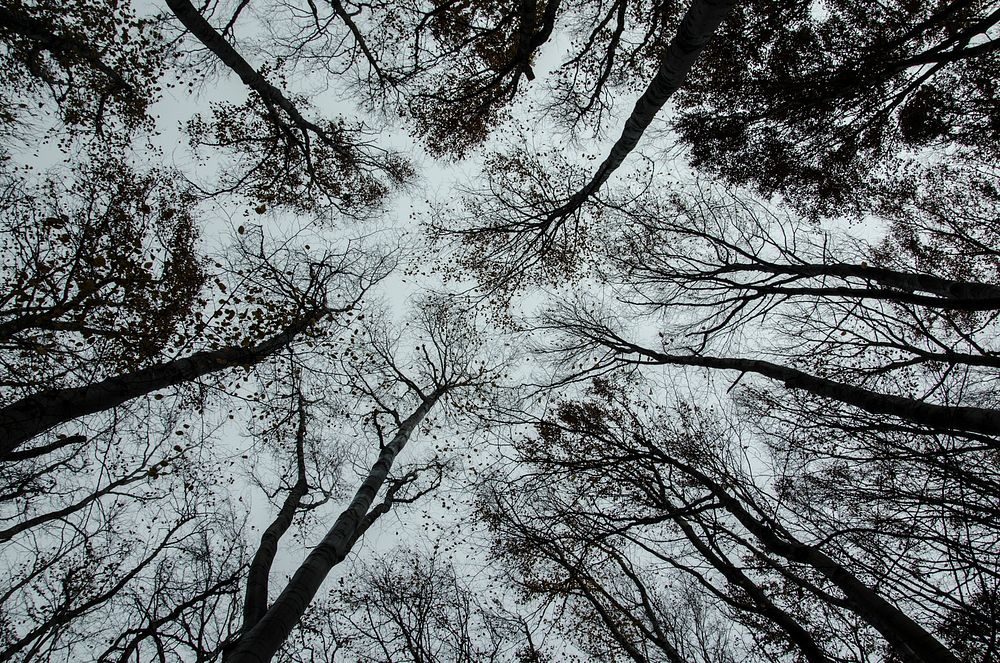 A low-angle shot of silhouettes of trees forming a black-and-white canopy against the pale sky. Original public domain image…