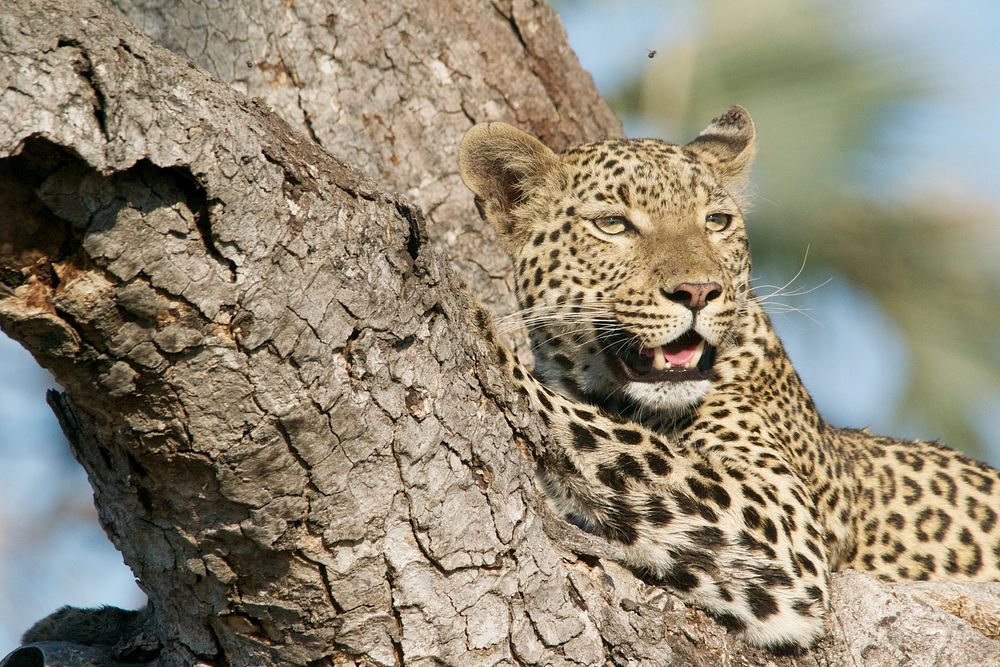 A leopard lying on a thick tree trunk slightly baring its teeth. Original public domain image from Wikimedia Commons