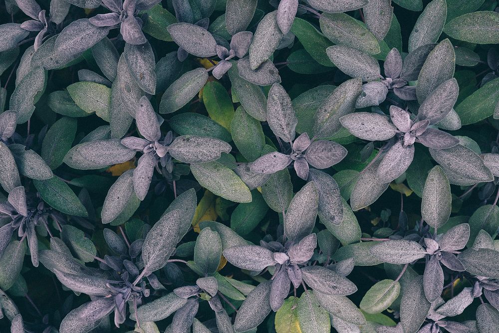 A top view of whorled green and gray plant leaves in Exbury Gardens. Original public domain image from Wikimedia Commons