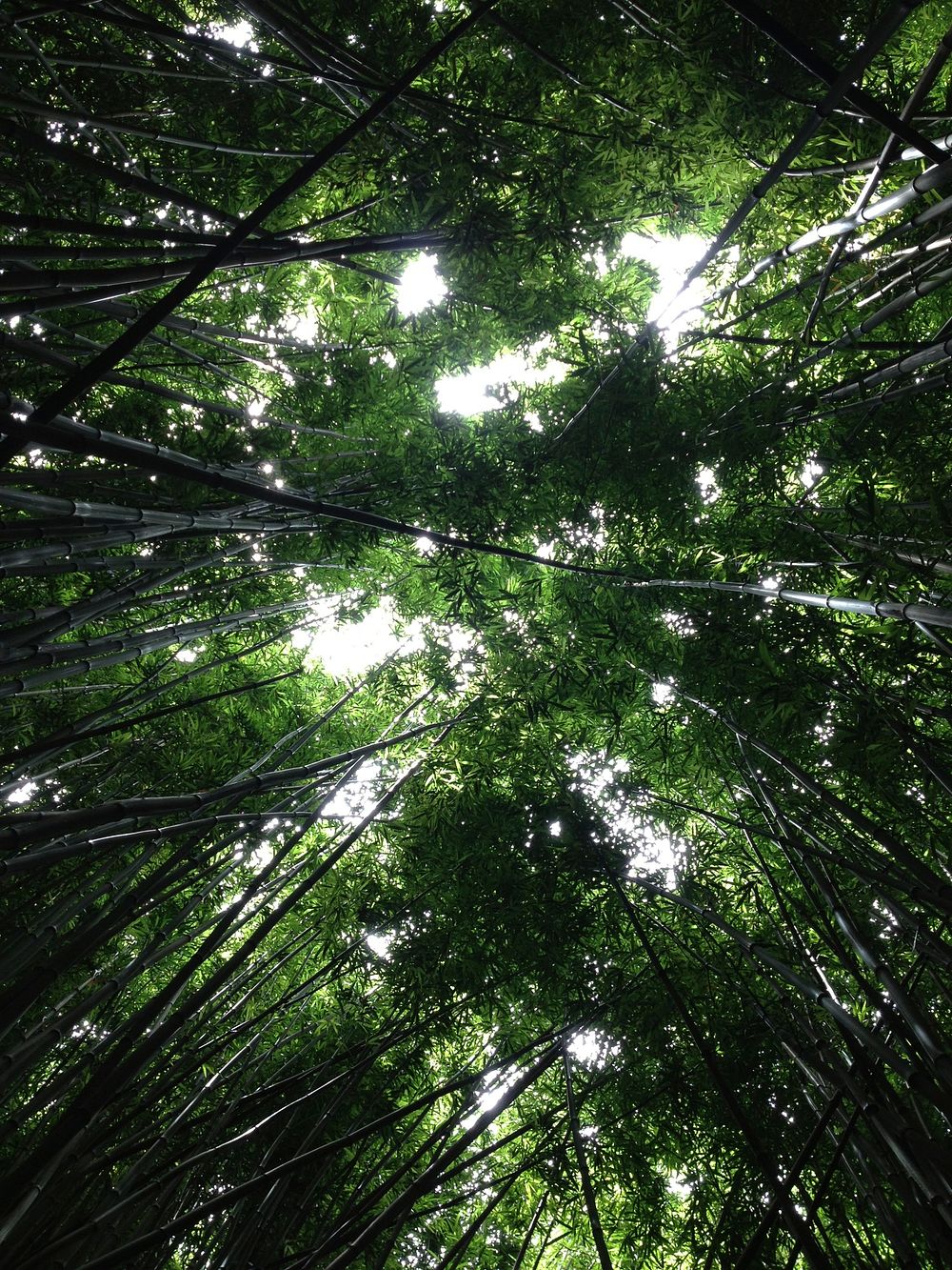 Canopy of green trees. Original public domain image from Wikimedia Commons