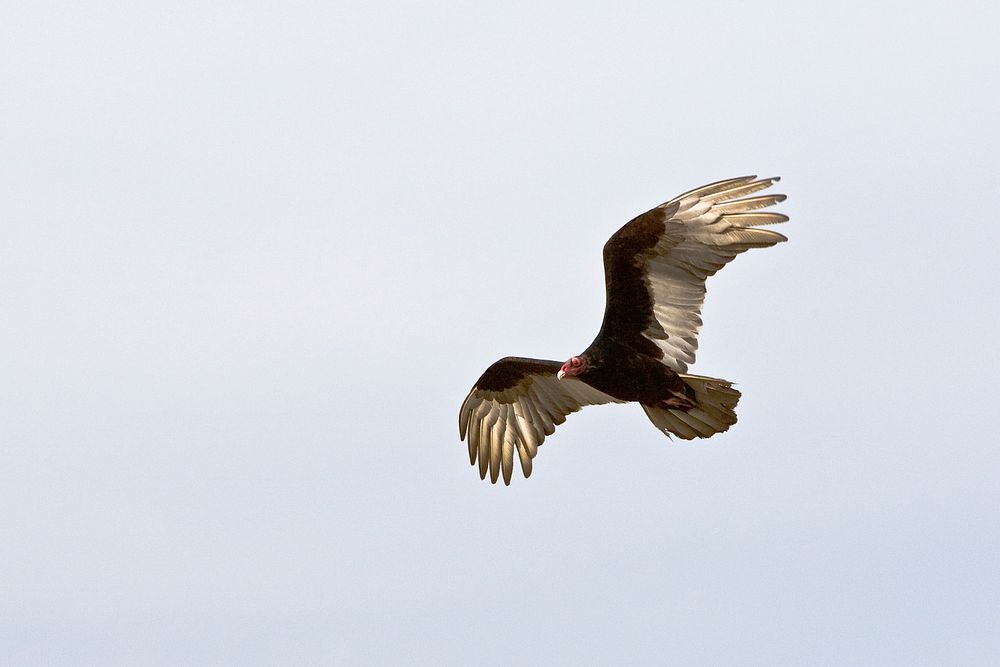 A vulture in blue sky. Original public domain image from Wikimedia Commons
