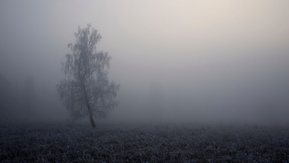 A dreary shot of a lone tree with frost on its branches. Original public domain image from Wikimedia Commons