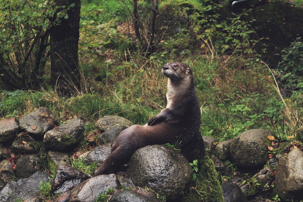 An otter seated comfortably on moist round rocks. Original public domain image from Wikimedia Commons