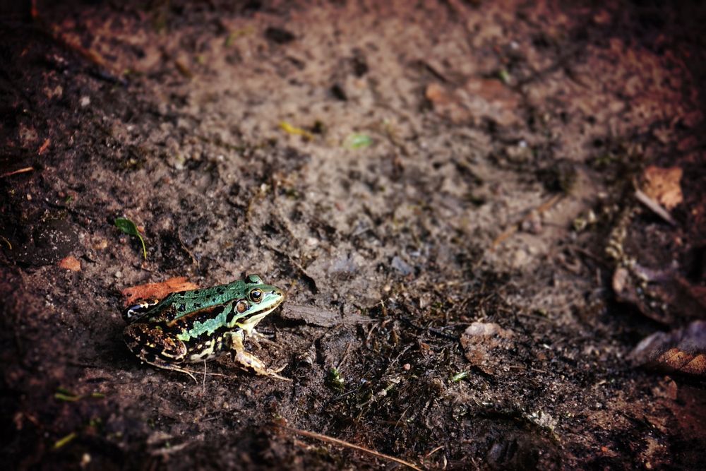 A green frog sitting on the muddy ground. Original public domain image from Wikimedia Commons