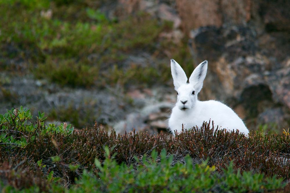 A white rabbit sitting on thick grass in a rocky environment. Original public domain image from Wikimedia Commons