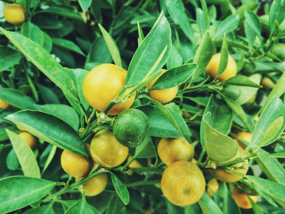 Fresh lemons on a tree. Original public domain image from Wikimedia Commons