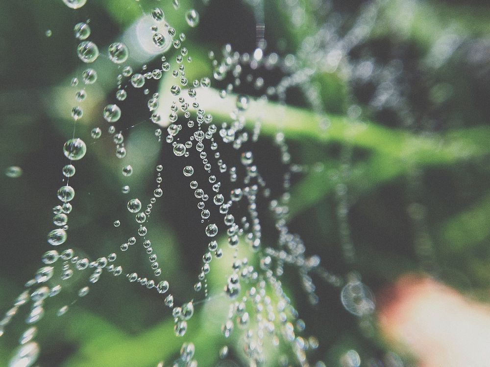 A macro shot of perfectly round droplets of water on a cobweb. Original public domain image from Wikimedia Commons