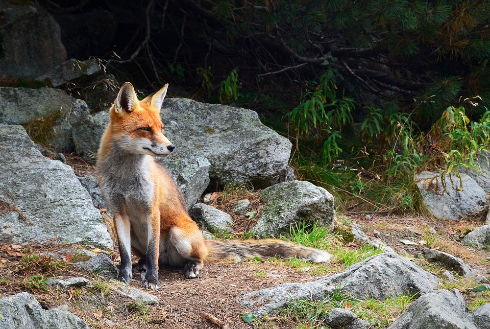 Fox looking away on rock. Original public domain image from Wikimedia Commons