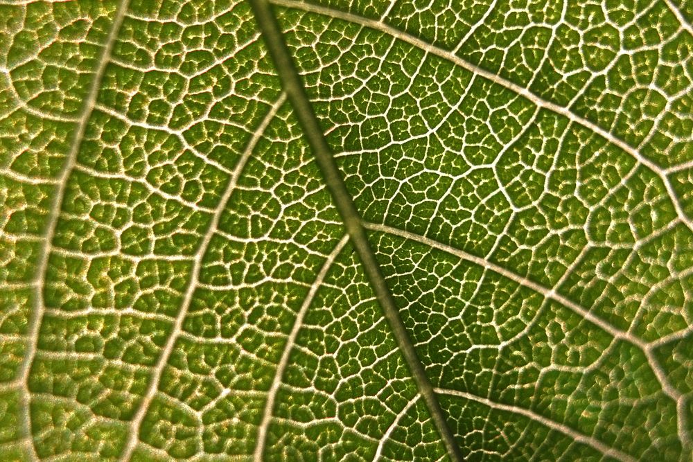 A macro shot of the veiny surface of a leaf. Original public domain image from Wikimedia Commons
