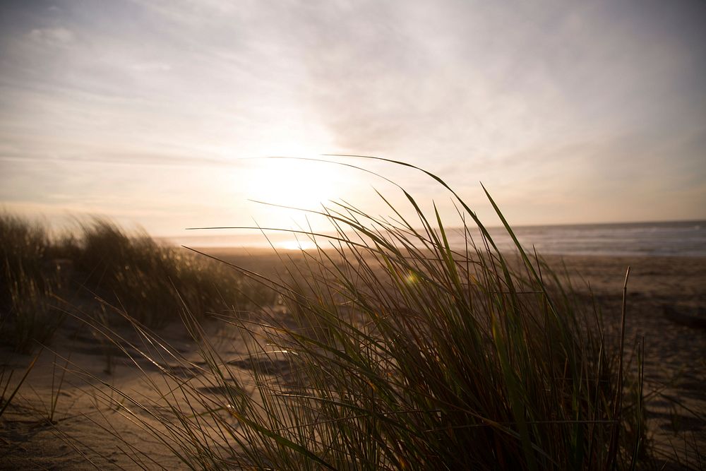 A tuft of windswept grass at the back of a sandy beach during sunrise. Original public domain image from Wikimedia Commons