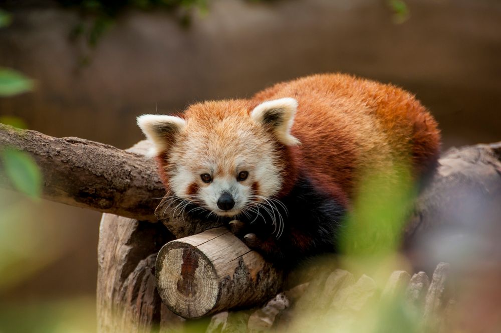 A small red panda snuggled on a tree trunk. Original public domain image from Wikimedia Commons