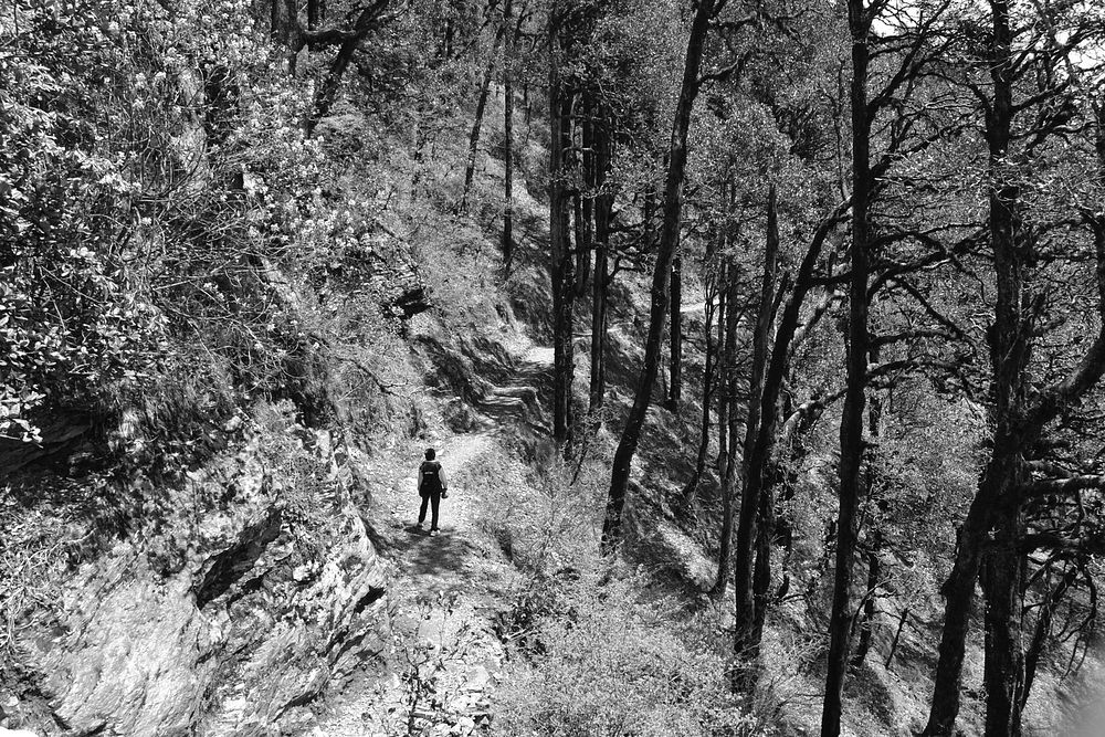 A black-and-white shot of a lone hiker standing on a dirt trail on a wooded slope. Original public domain image from…