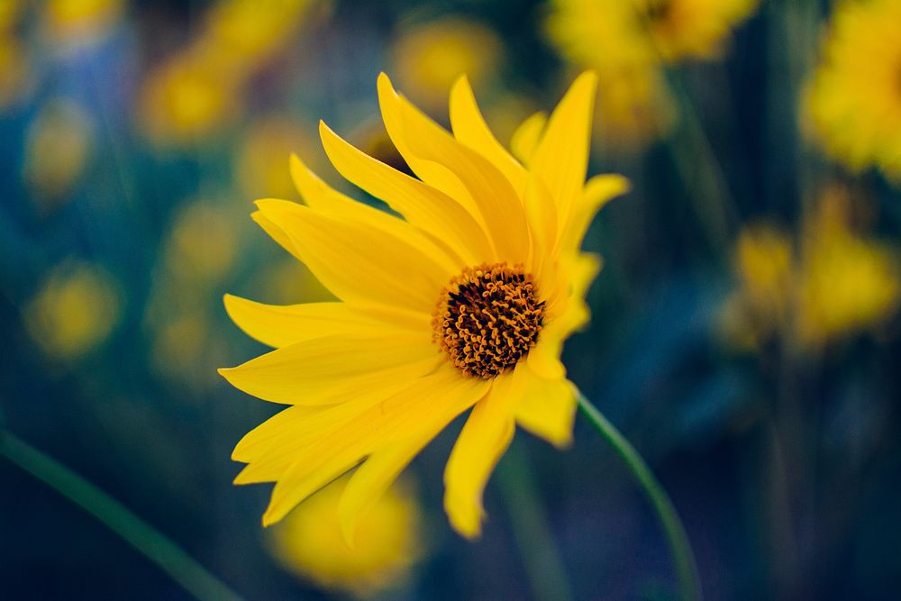 Macro of vibrant yellow sunflower blooming outdoor in florist in Spring. Original public domain image from Wikimedia Commons