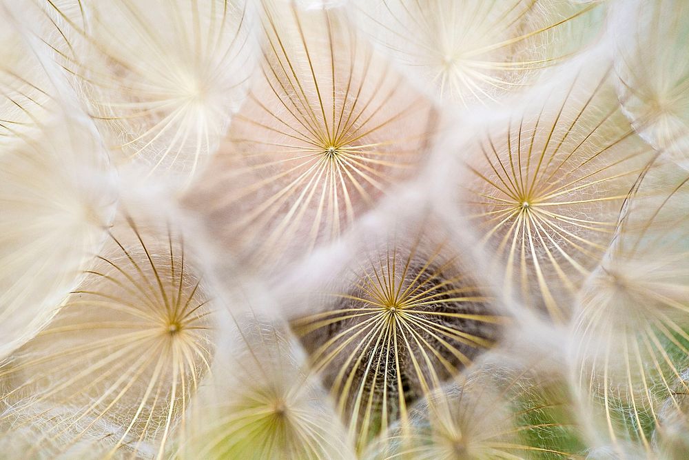 A macro shot of a series of seeding dandelions. Original public domain image from Wikimedia Commons
