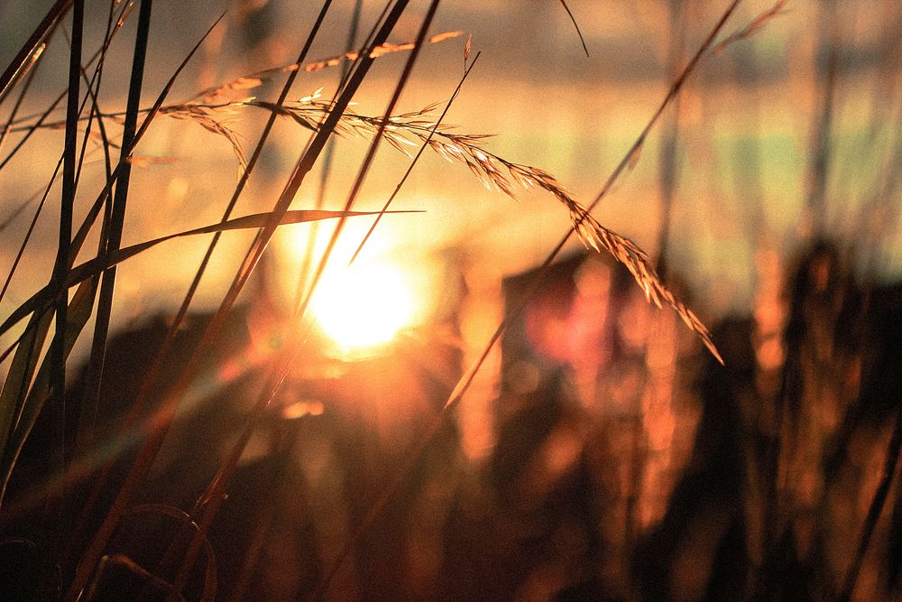 A bright sunset behind flowering blades of grass. Original public domain image from Wikimedia Commons