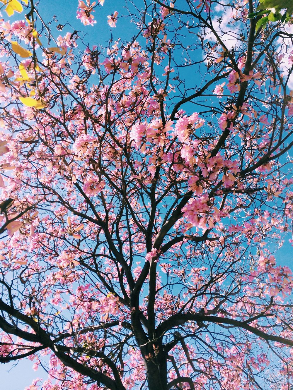 A low-angle shot of pink-flowered cherry blossom tree. Original public domain image from Wikimedia Commons