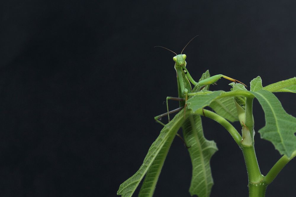 A green praying mantis sitting on the top of a green stem. Original public domain image from Wikimedia Commons