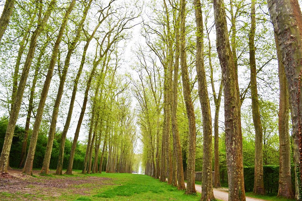 A path surrounded by trees in the gardens of Versailles. Original public domain image from Wikimedia Commons