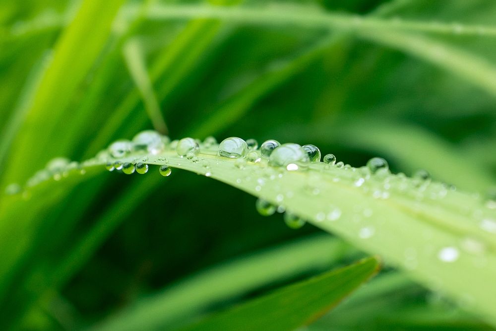 A macro shot of round droplets of water on a long thin leaf. Original public domain image from Wikimedia Commons