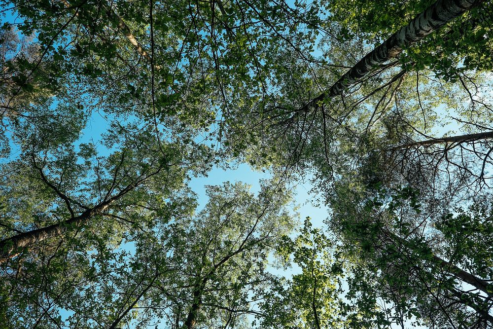 View of the forest tree top with the bright blue sky backdrop from a camera looking up. Original public domain image from…