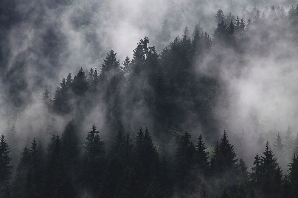 An evergreen forest enveloped in a patchy fog. Original public domain image from Wikimedia Commons