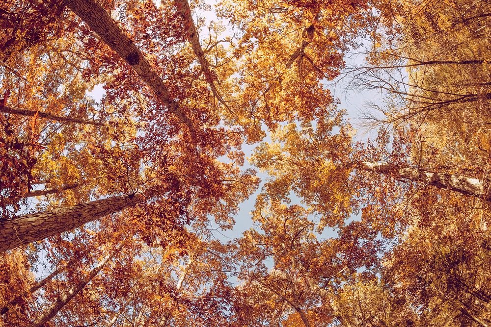 Canopy of autumn trees. Original public domain image from Wikimedia Commons