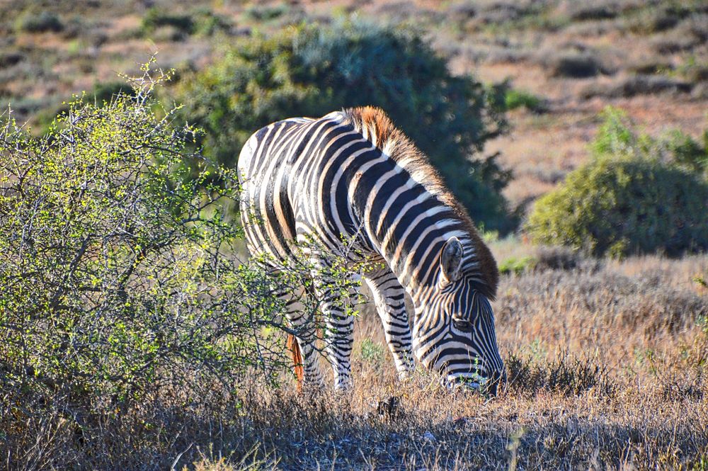A large zebra grazing on dry grass. Original public domain image from Wikimedia Commons
