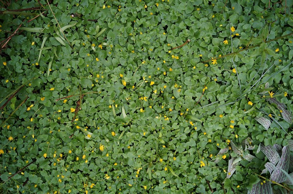 A top view of a patch of buttercup flowers. Original public domain image from Wikimedia Commons