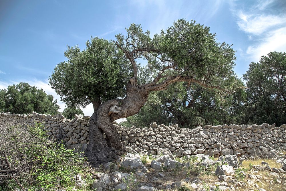 A gnarled tree near a low stone wall on a sunny day. Original public domain image from Wikimedia Commons