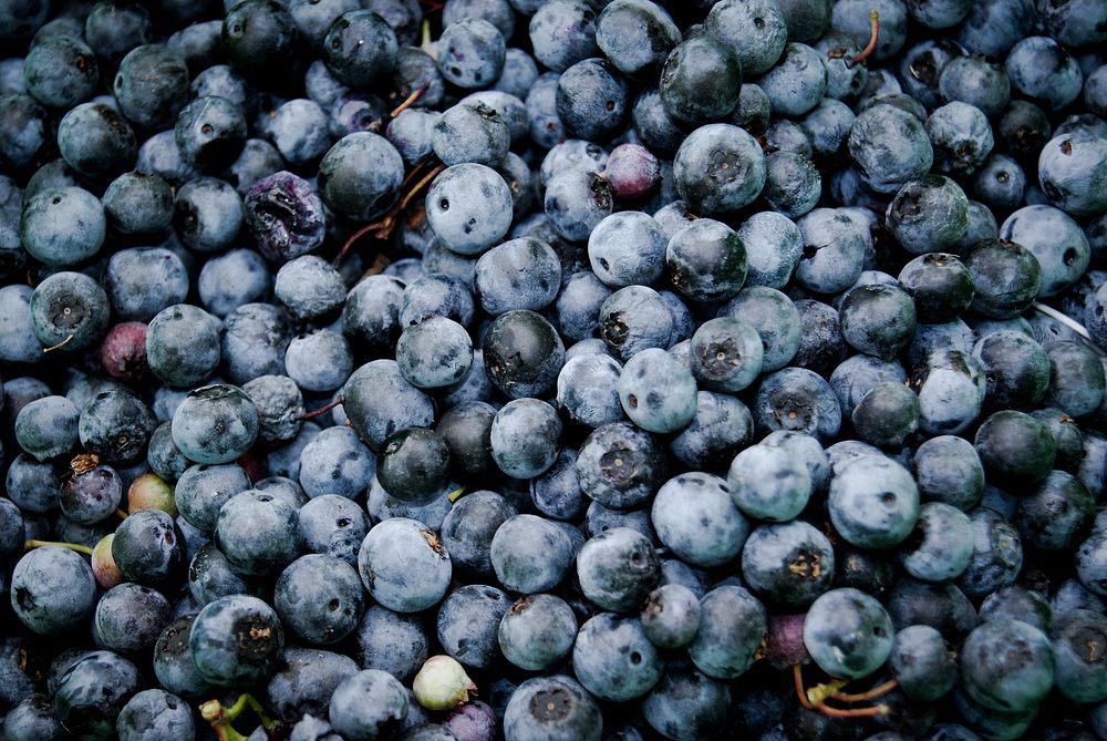 Fresh blueberries. Original public domain image from Wikimedia Commons