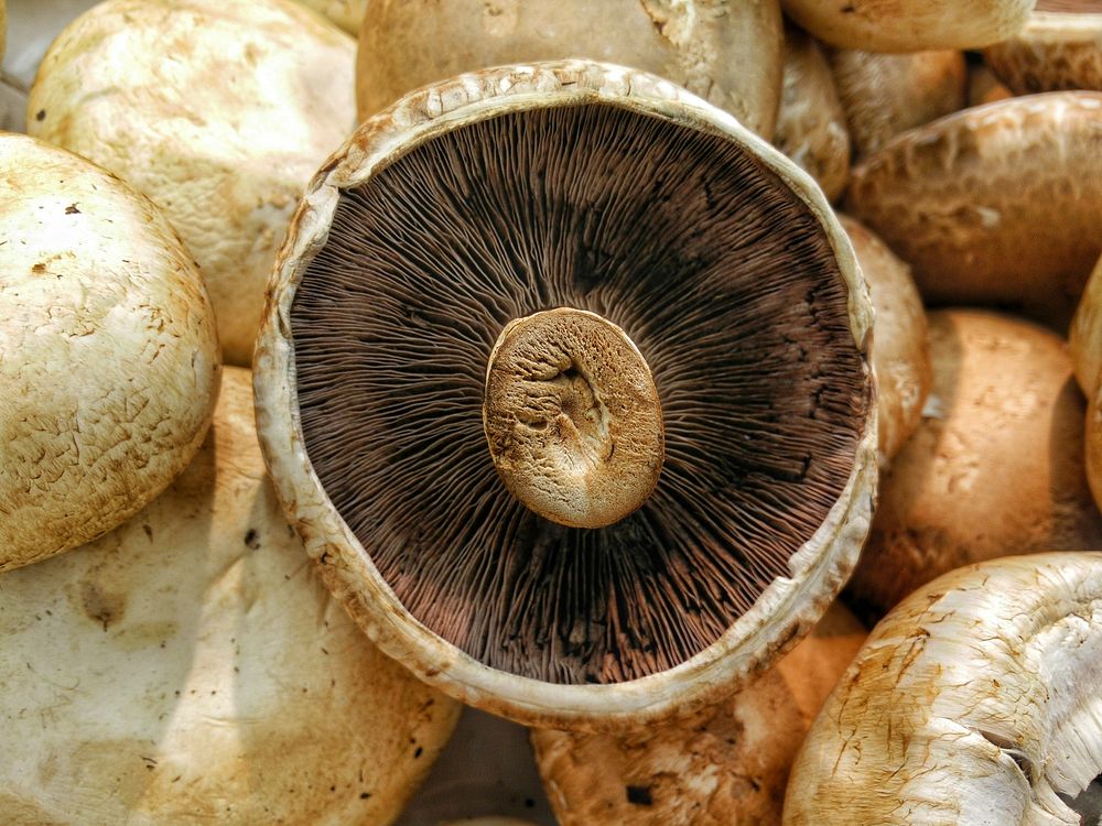 Macro of the inside of a mushroom. Original public domain image from Wikimedia Commons