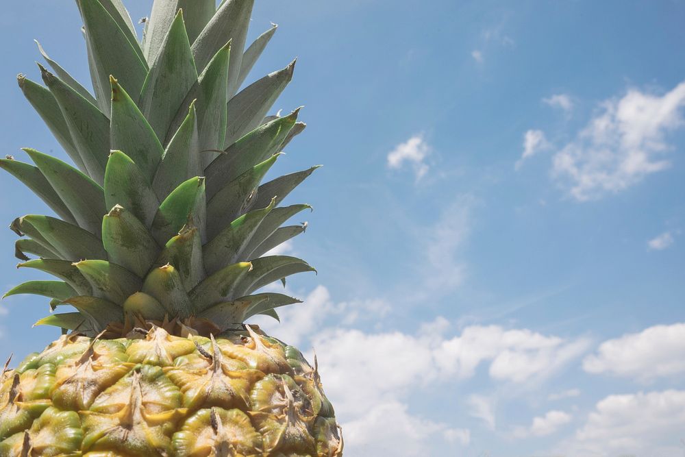 High shot of a pineapple and its green top against a blue sky. Original public domain image from Wikimedia Commons