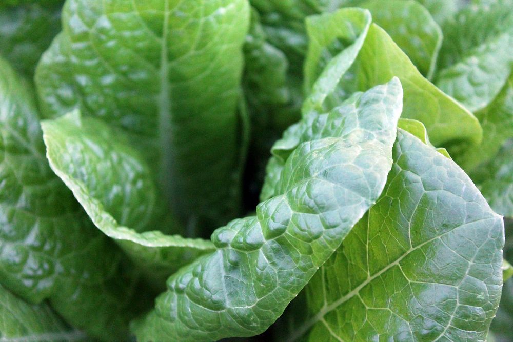 Macro of lettuce leaves in a garden. Original public domain image from Wikimedia Commons