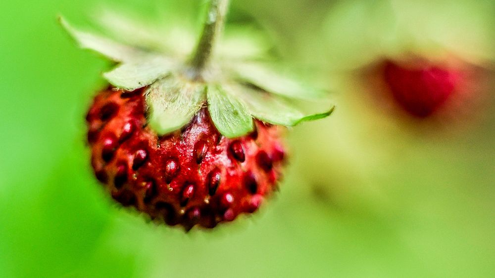 Macro of seeds on a red strawberry. Original public domain image from Wikimedia Commons