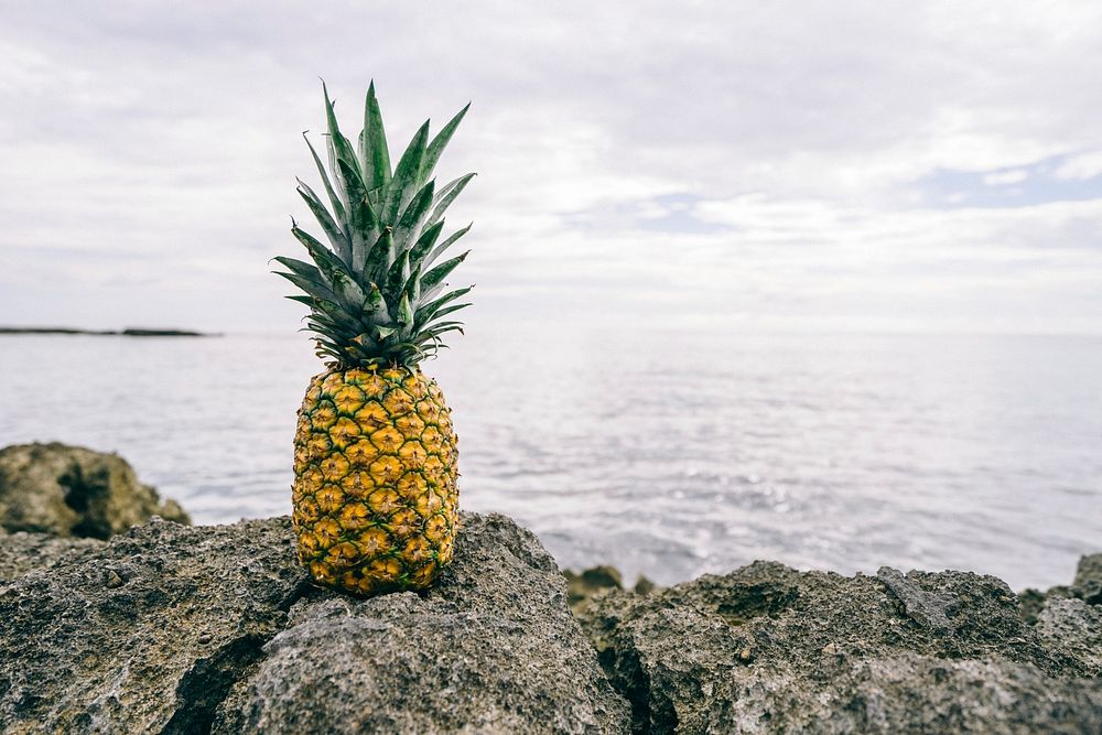 Single pineapple on a rocky shoreline by the ocean. Original public domain image from Wikimedia Commons