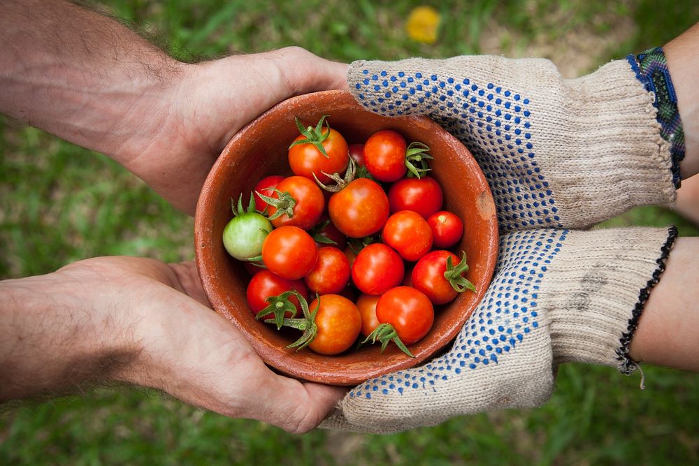 One person wearing gloves and another person holding a bowl of red cherry tomatoes. Original public domain image from…