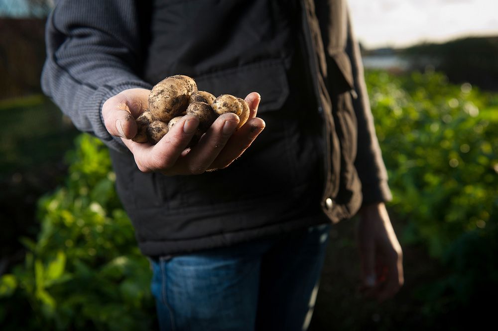 A farmer holding potatoes in France. Original public domain image from Wikimedia Commons