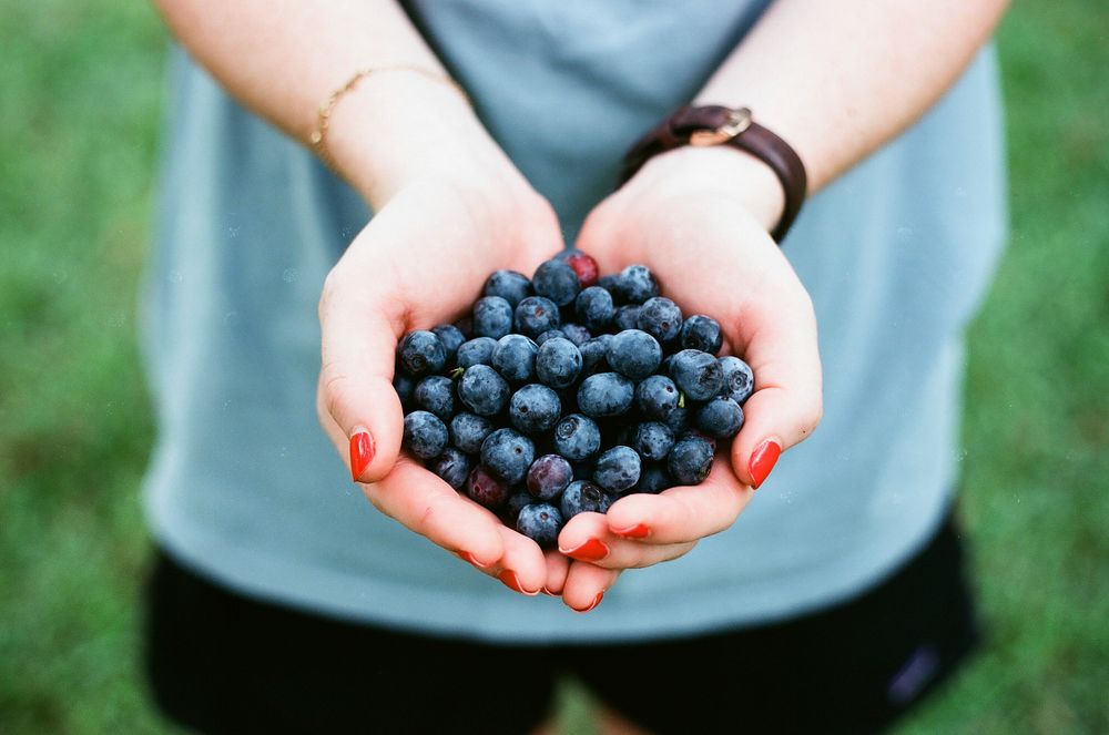 Hands holding a bunch of freshly picked blueberries. Original public domain image from Wikimedia Commons