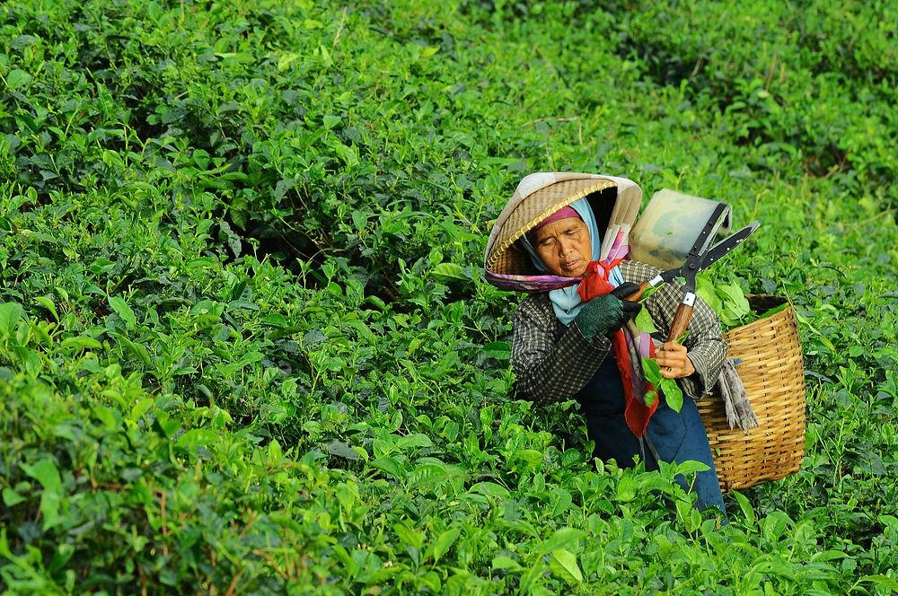 Asian woman working in a field, collecting tea leaves, unknown location - 7 June 2015