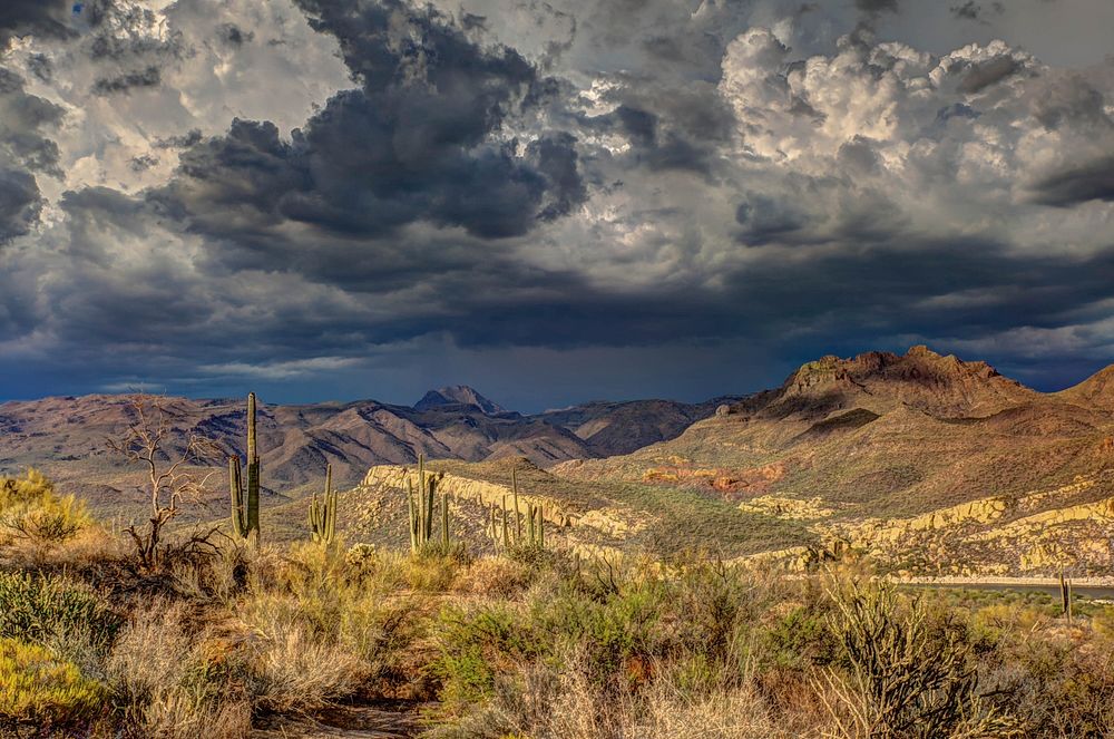 Cacti in the desert and mountains in Arizona. Original public domain image from Wikimedia Commons