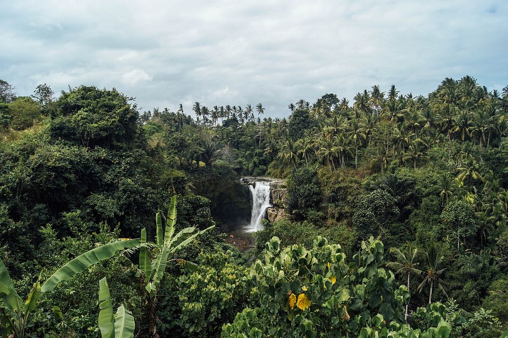 Rainforest background. Original public domain image from Wikimedia Commons