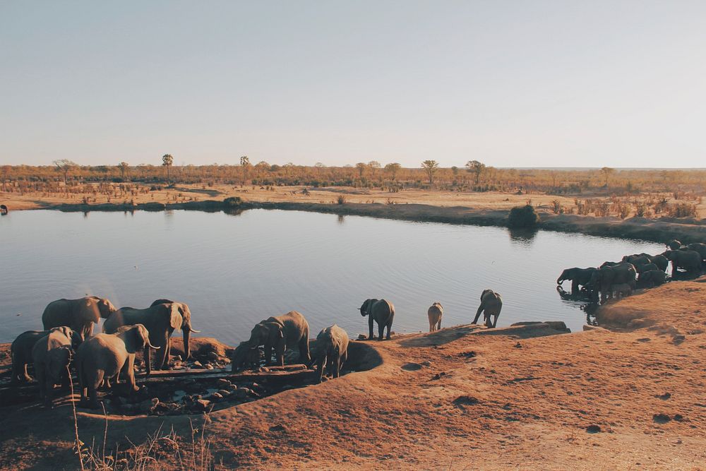 Elephants by water in Zimbabwe. Original public domain image from Wikimedia Commons