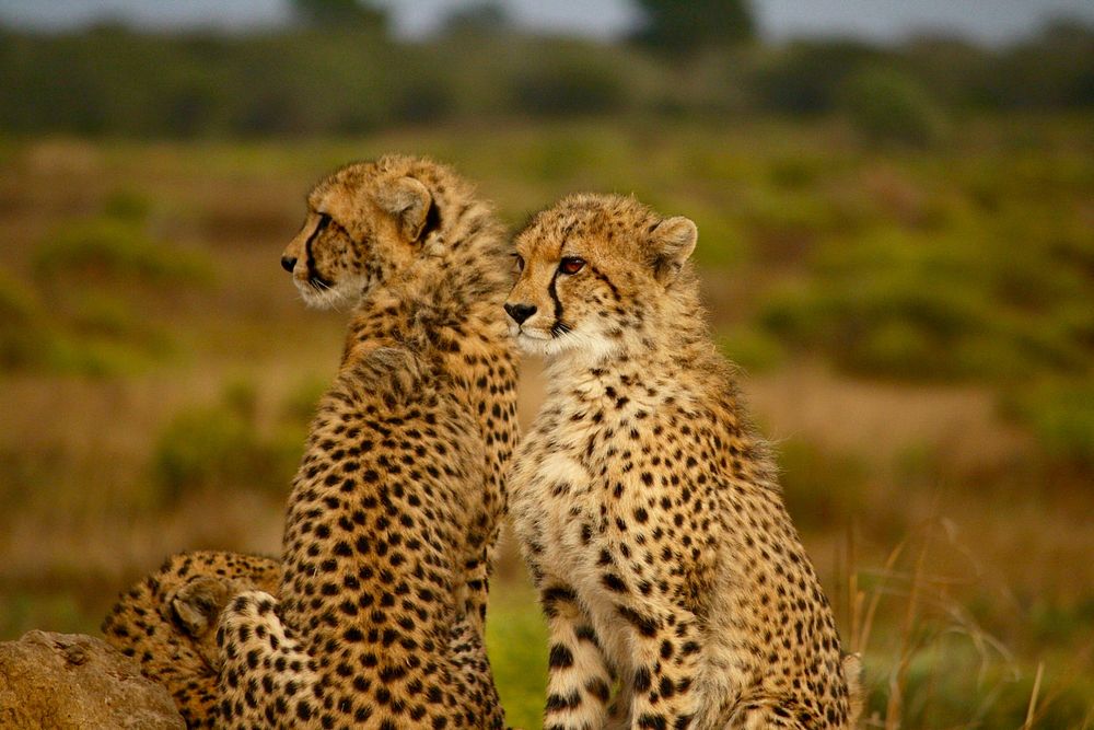 Two cheetahs sit proudly looking out, chests puffed. Original public domain image from Wikimedia Commons