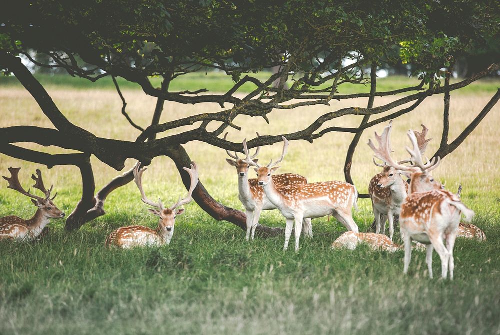 Family of deer repose under a tree whose branches look like antlers too. Original public domain image from Wikimedia Commons
