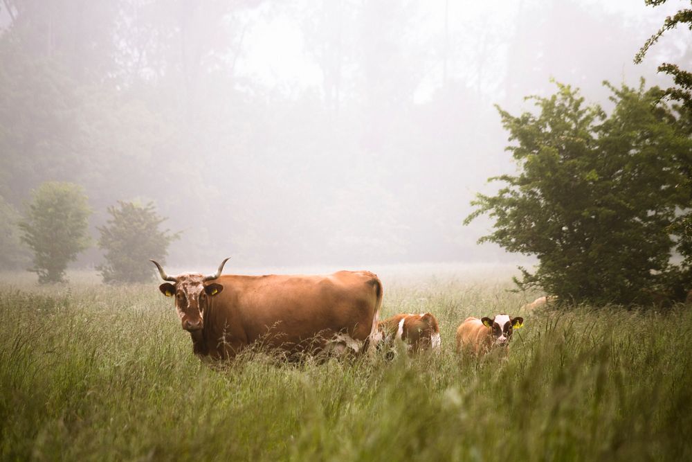 Cattle in a green meadow with fog and trees in the background. Original public domain image from Wikimedia Commons