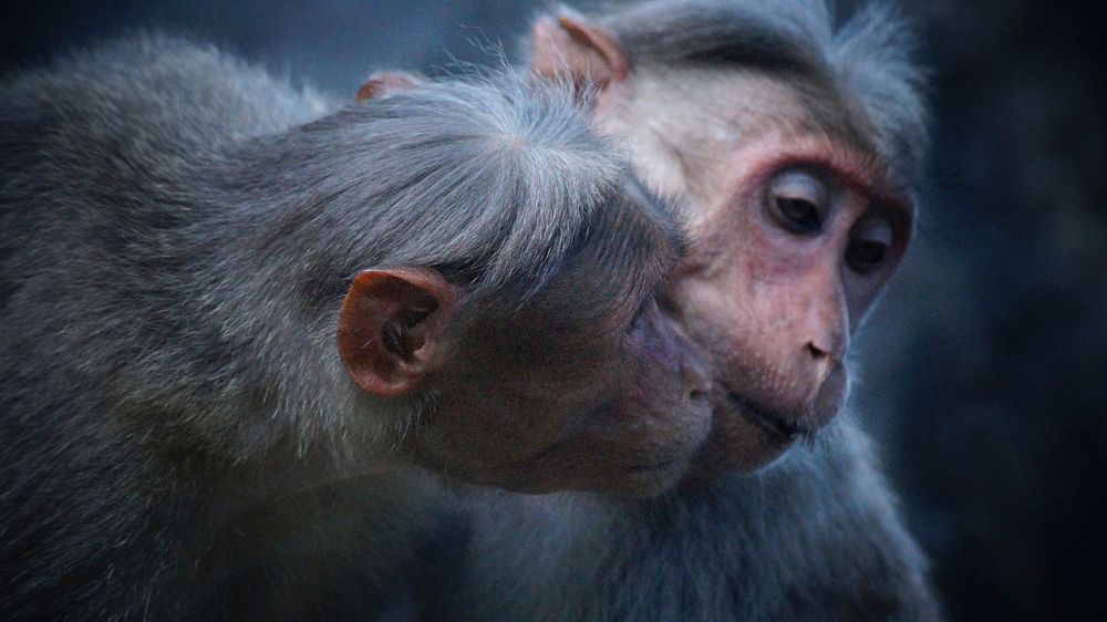 Two monkeys nuzzle one another affectionately against a black background in Pollachi. Original public domain image from…