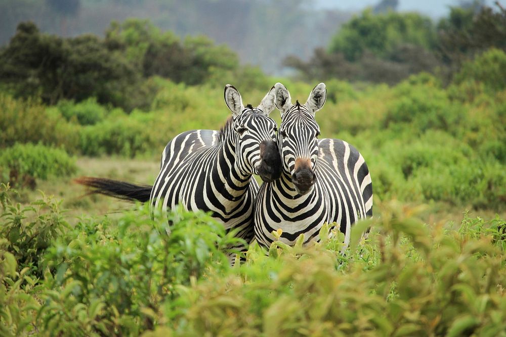 Couple of zebras. Original public domain image from Wikimedia Commons