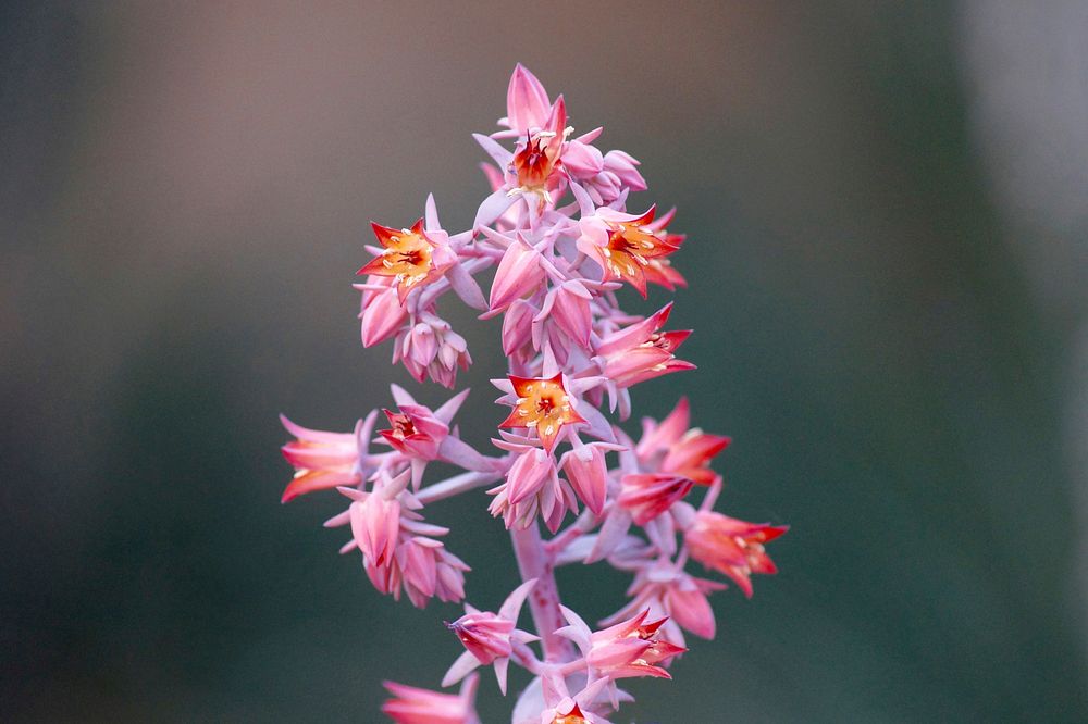 Pink and red petaled flowers. Magdeburg, Germany. Original public domain image from Wikimedia Commons