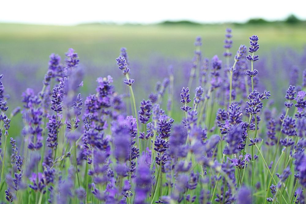 Blossoming lavender flowers in a green field in Hitchin, UK. Original public domain image from Wikimedia Commons