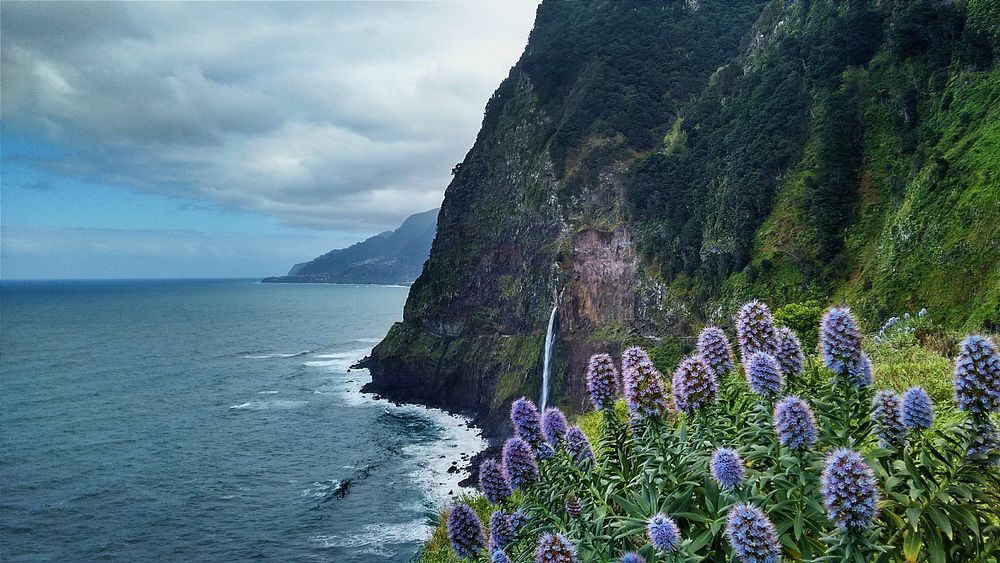 A dense patch of violet flowers on a cliff overlooking a choppy sea. Original public domain image from Wikimedia Commons